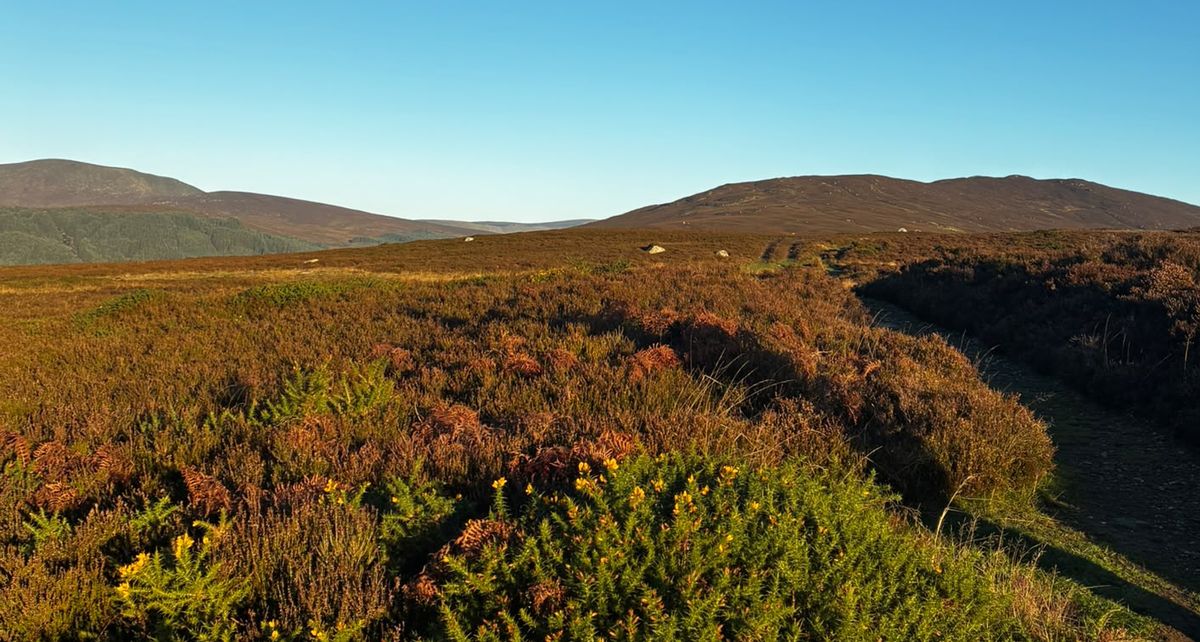 Heather, gorse and a mountain track on a hike up Scarr, near Roundwood