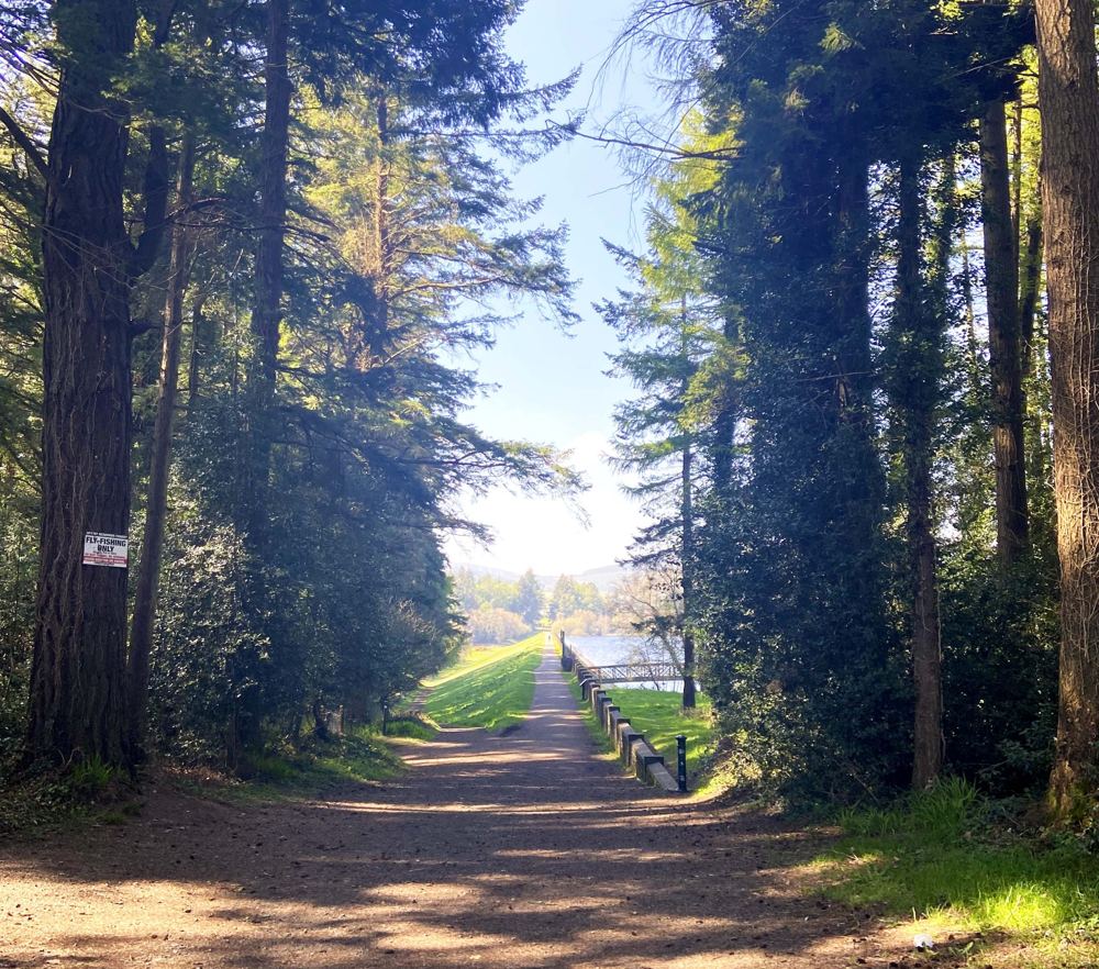 Forest path by the Vartry Reservoir near Roundwood